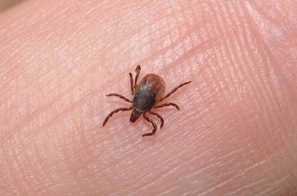 Enfermedad transmitida por garrapatas deja 15 muertos en Chihuahua