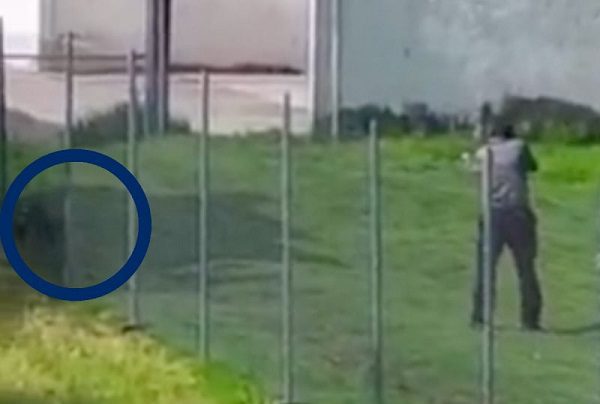 Denuncian funcionario de matar con escopeta a perrito en Tultepec