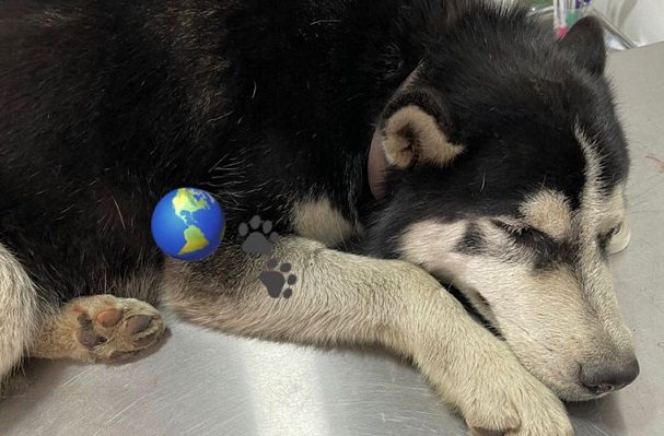 Denuncian a policías de Edomex por atropellar intencionalmente a perrito