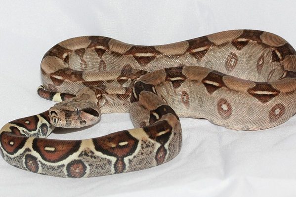 Brigada animal rescata a boa constrictor encontrada por niños, en la Cuauhtémoc