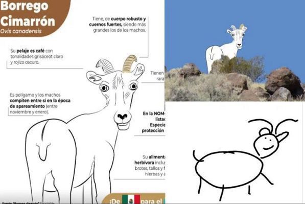 Tunden en redes a la Profepa por infografía de borrego cimarrón