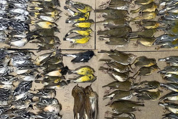 300 pájaros mueren en un día al estrellarse contra el WTC de NY