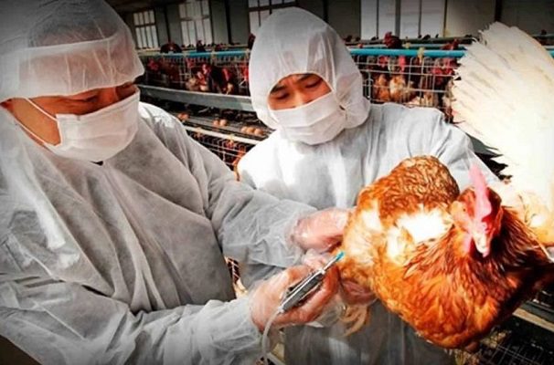 Provincia china reporta caso de gripe aviar H5N6 en hombre