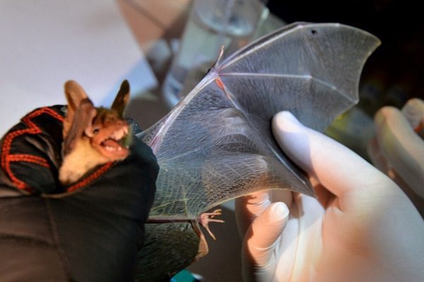 Descubren virus similar al Covid-19 en murciélagos de Laos
