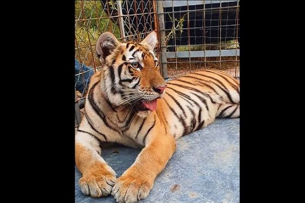 Durante búsqueda de criminales, encuentran tigre de Bengala en casa de Pitiquito