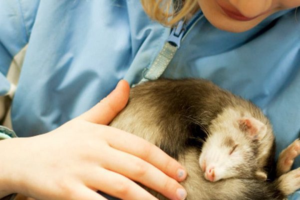 EE.UU, confirma primer caso de Covid-19 en un hurón