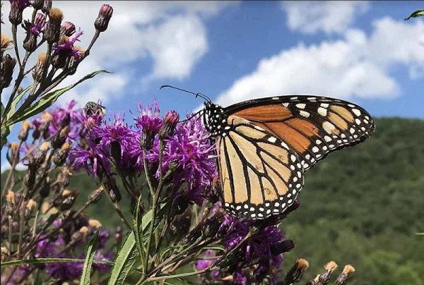 Primeras mariposas monarca llegan a México por Coahuila
