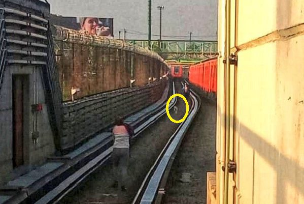 Personal del Metro CDMX rescata a perrito que bajó a las vías en Línea B