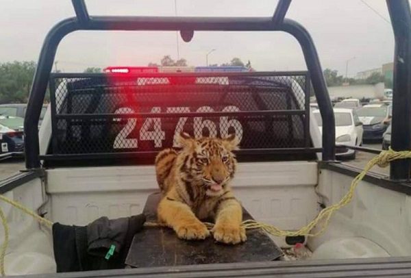 Resguardan a cachorro de tigre que vagaba por calles de Cuautitlán