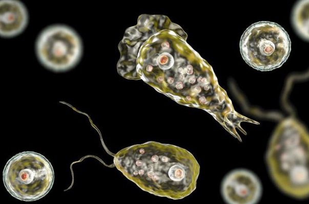 Niño muere por ameba “comecerebros” tras visitar parque acuático en Texas