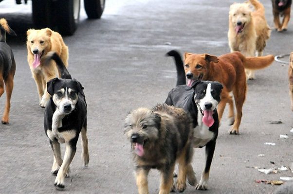 Adulto mayor con cáncer terminal se suicida junto a sus 13 perritos, en Yucatán
