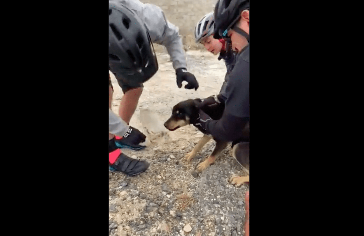 Perro se atora en botella de pet y ciclistas lo rescatan #VIDEO