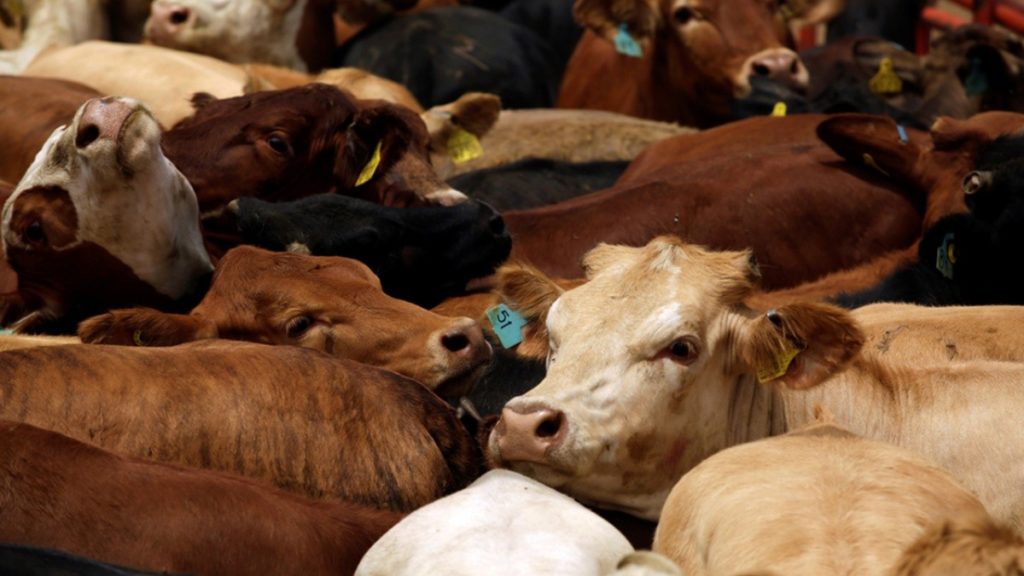 Exportan más de un millón de bovinos a Estados Unidos