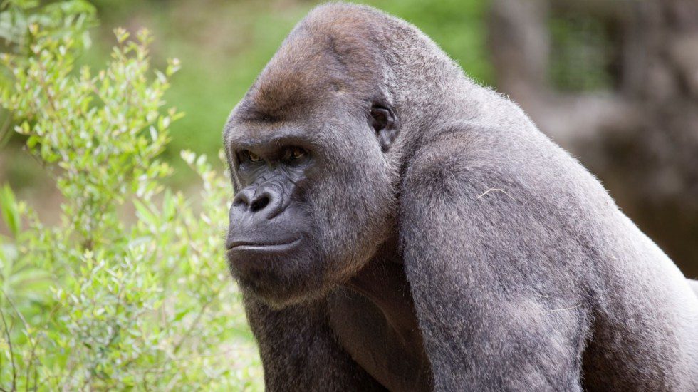 En zoológico de Atlanta, gorilas dan positivo a covid-19