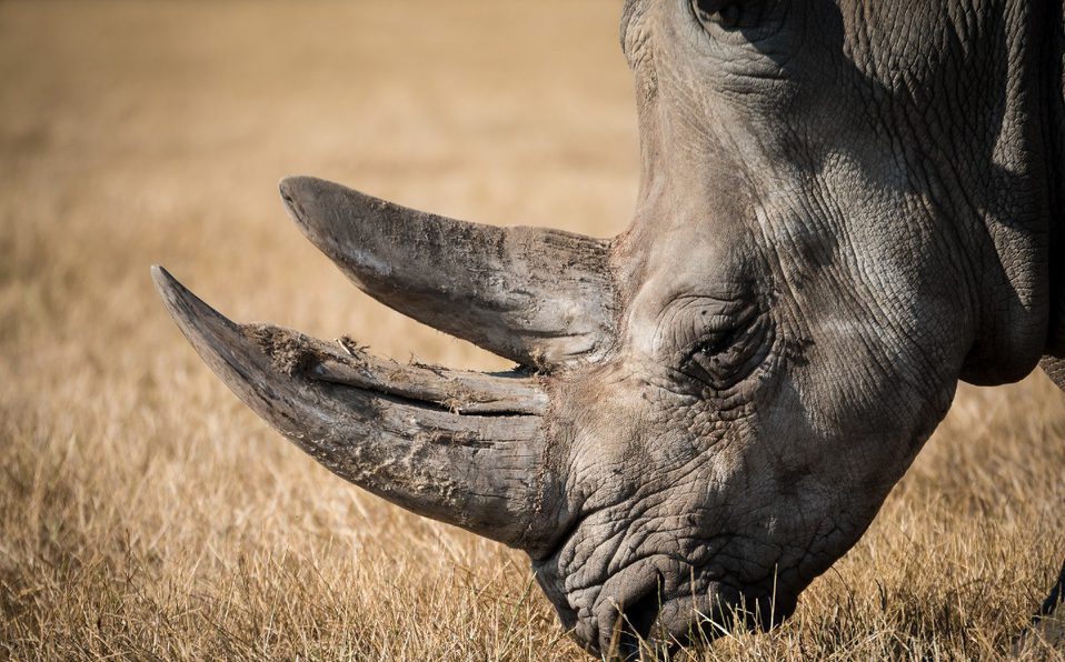Muere ahogada una hembra rinoceronte en zoológico