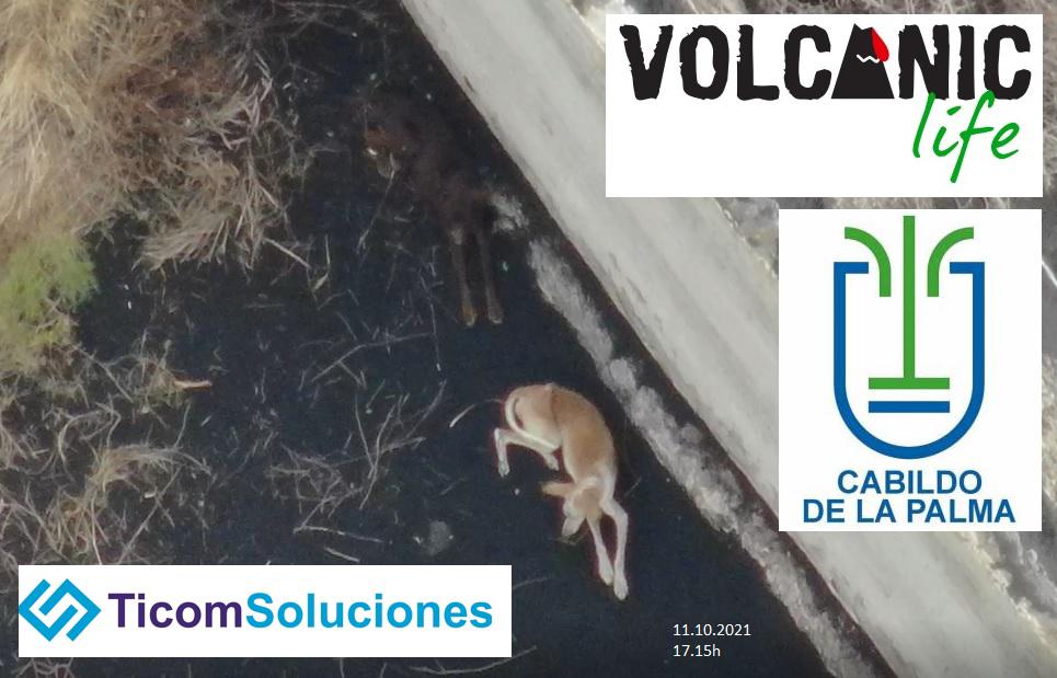 Perros quedan atrapados por lava de volcán La Palma, son alimentados por drones