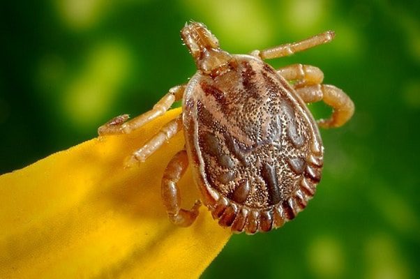 Detectan en Japón un nuevo virus transmitido por garrapatas
