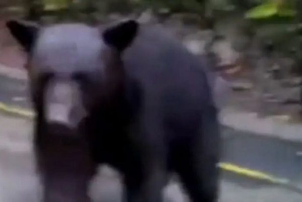 Critican a sujeto por rociar gas lacrimógeno a oso en Nuevo León