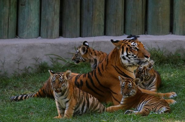 Los cuatro cachorros de tigre que enternecer a los visitantes de zoológico en Guadalajara