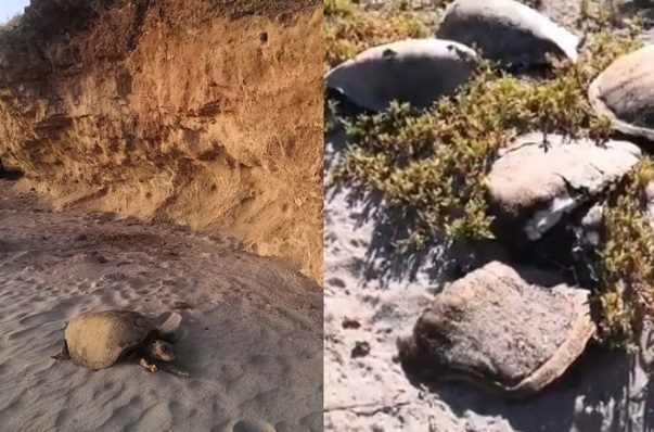 Denuncian atropellamiento de tortugas por 'raicers' en Guaymas #VIDEOS