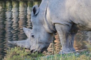 ‘Toby’, el rinoceronte blanco más viejo del mundo, muere a los 54 años