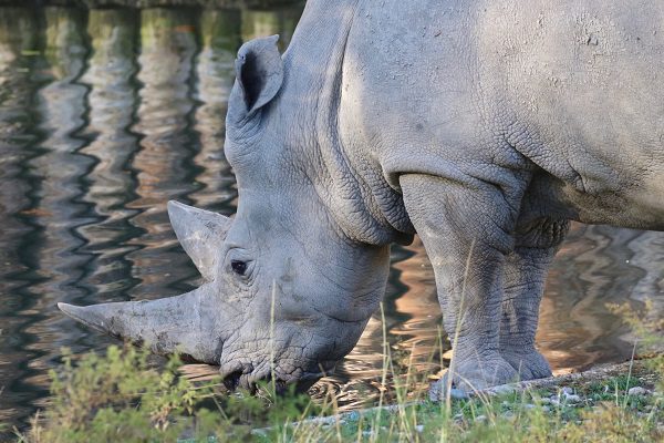 'Toby', el rinoceronte blanco más viejo del mundo, muere a los 54 años