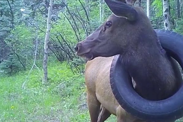 Tras dos años, retiran neumático a alce, en Colorado #VIDEOS