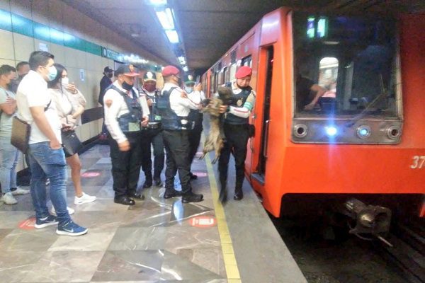 Rescatan a perrito que caminaba en vías de la Línea 8 del Metro CDMX