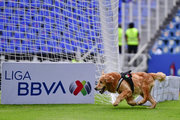 Querétaro tendrá el primer estadio del mundo con área para mascotas