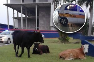 Vacas provocan carambola de ocho vehículos, en Altamira