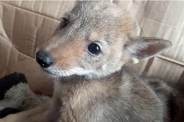 Semarnat deberá informar destino de animales que fueron retirados de circos