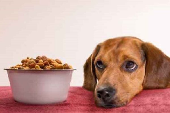 PAN propone eliminar el IVA a los alimentos de mascotas