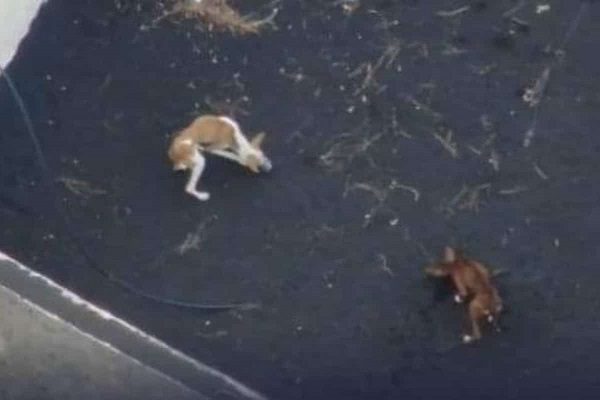 Con drones intentarán rescatar a perritos cercados por lava en La Palma