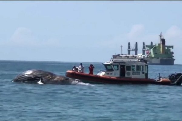 Hallan en Manzanillo a ballena jorobada muerta