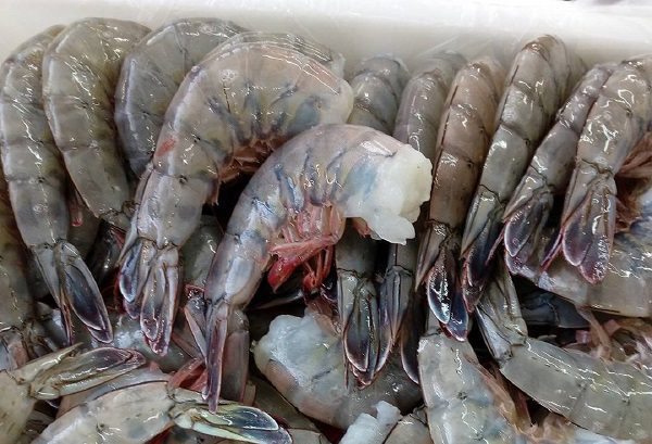 EE.UU. levanta el embargo contra el camarón mexicano