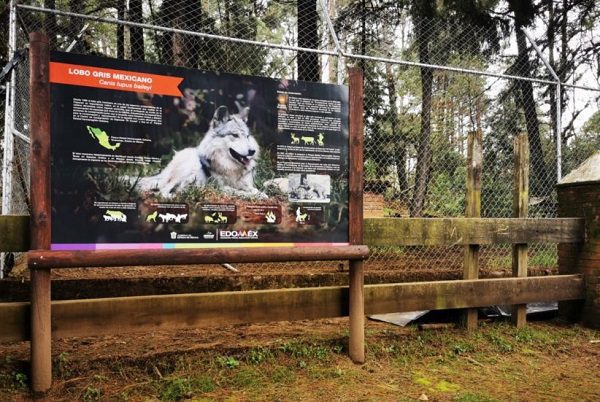 Capturar a lobo gris que escapó de parque en Edomex
