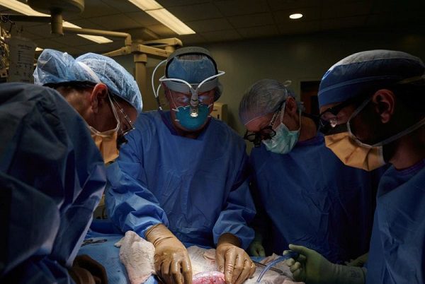 Primera vez en EE.UU., trasplantan con éxito riñón de cerdo a cuerpo humano