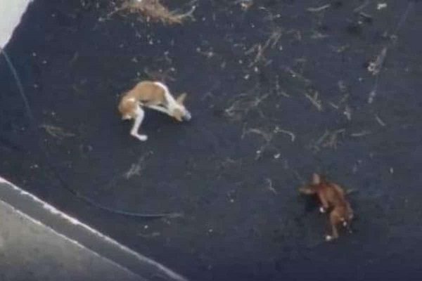Previo a operación oficial, rescatan a perritos atrapados en La Palma