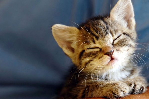 Porque su gato se metió a su patio, hombre asesina a su vecino, en Florida