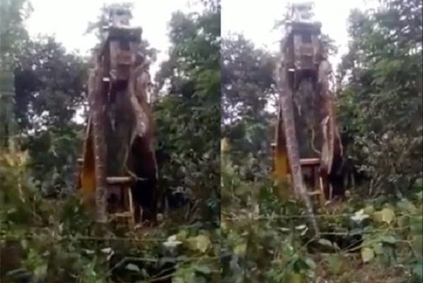 Levantan grúa a enorme serpiente en la isla de Dominicana #VIDEO