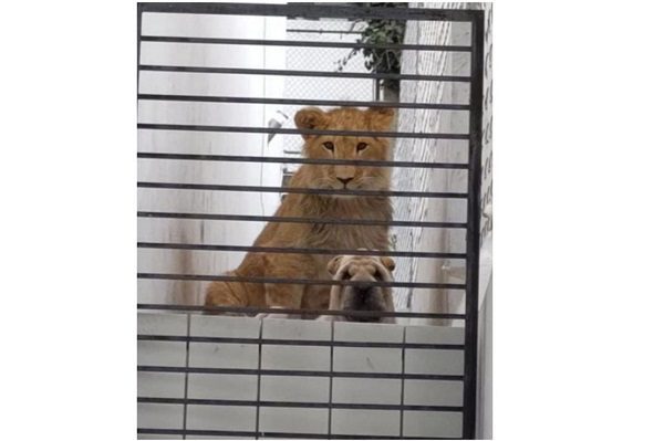 Vecinos denuncian abandono de león y perro en casa de Edomex