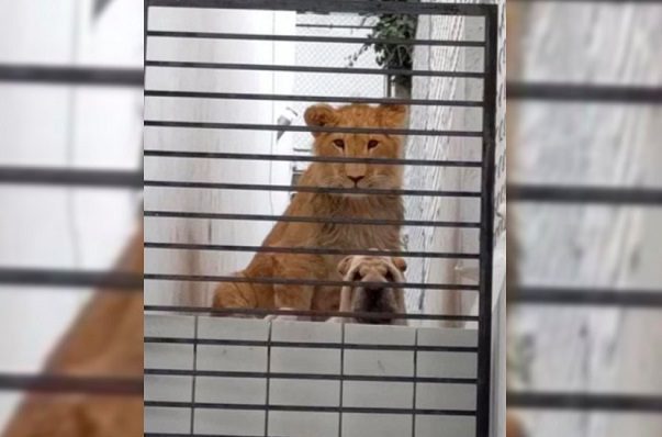 Propietarios descartan peligro por león en residencia abandonada en Atizapan