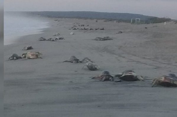 Hallan 300 tortugas muertas en playa de Oaxaca; autoridades ya investigan