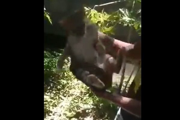 Menores de edad arrojan gatos a canal de aguas negras, en Veracruz #VIDEO