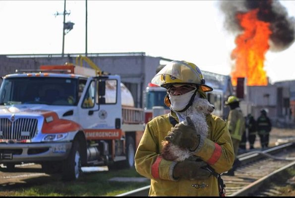 Bombero rescata a perrito atrapado en explosión en Puebla #VIDEOS