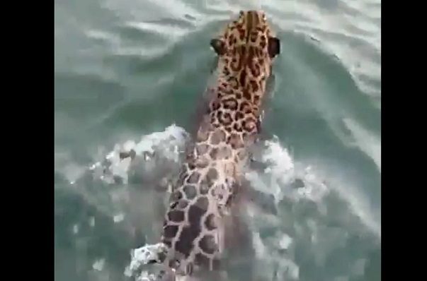 AMLO comparte #VIDEO de jaguar nadando en el mar Caribe