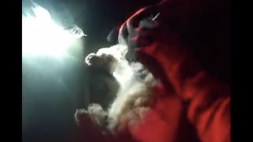 #VIDEO Rescatista adopta gato que salvó de cenizas en volcán La Palma