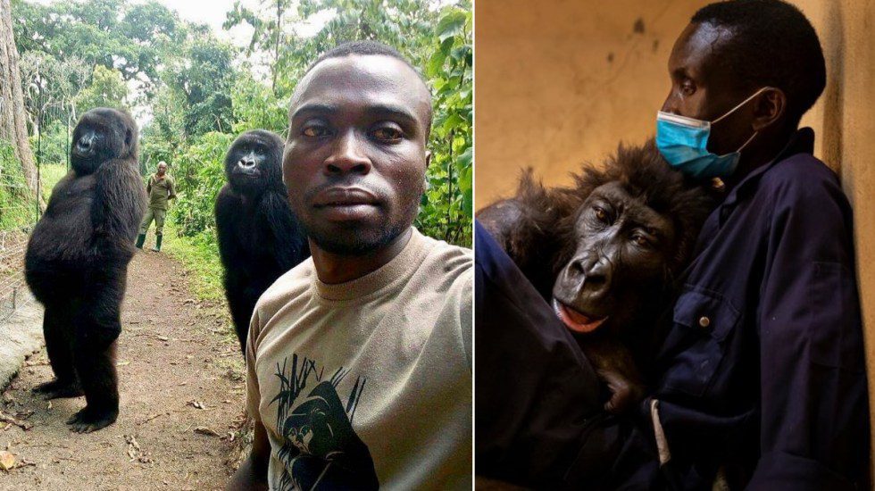 Fallece Ndakasi, la gorila que se volvió viral por ‘selfie’ con guardaparques