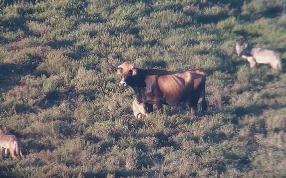 Vaca se enfrenta a lobos para salvar a sus crías #VIDEO