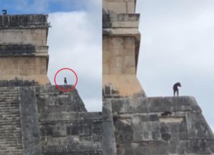 Perrito burla seguridad y sube pirámide de Chichén Itzá #VIDEO